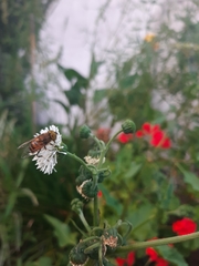 Eristalinus taeniops