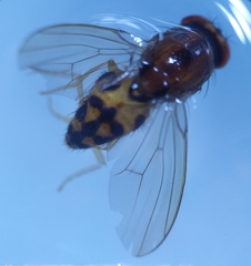 Leucophenga maculata