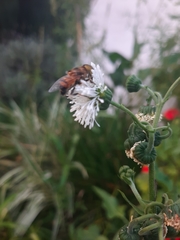 Eristalinus taeniops