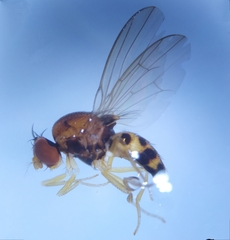 Leucophenga maculata