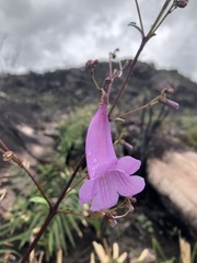 Jacaranda irwinii