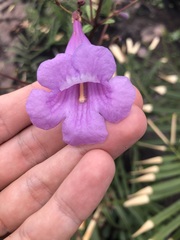 Jacaranda irwinii