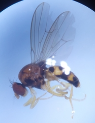 Leucophenga maculata