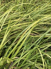 Carex geminata