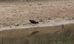 Jacana jacana