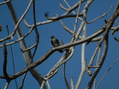 Stelgidopteryx serripennis