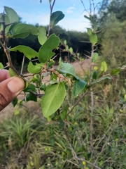 Sebastiania commersoniana