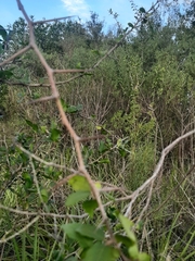 Sebastiania commersoniana