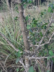 Sebastiania commersoniana