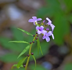 Cardamine bulbifera