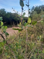 Sebastiania commersoniana