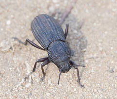 Amycterus