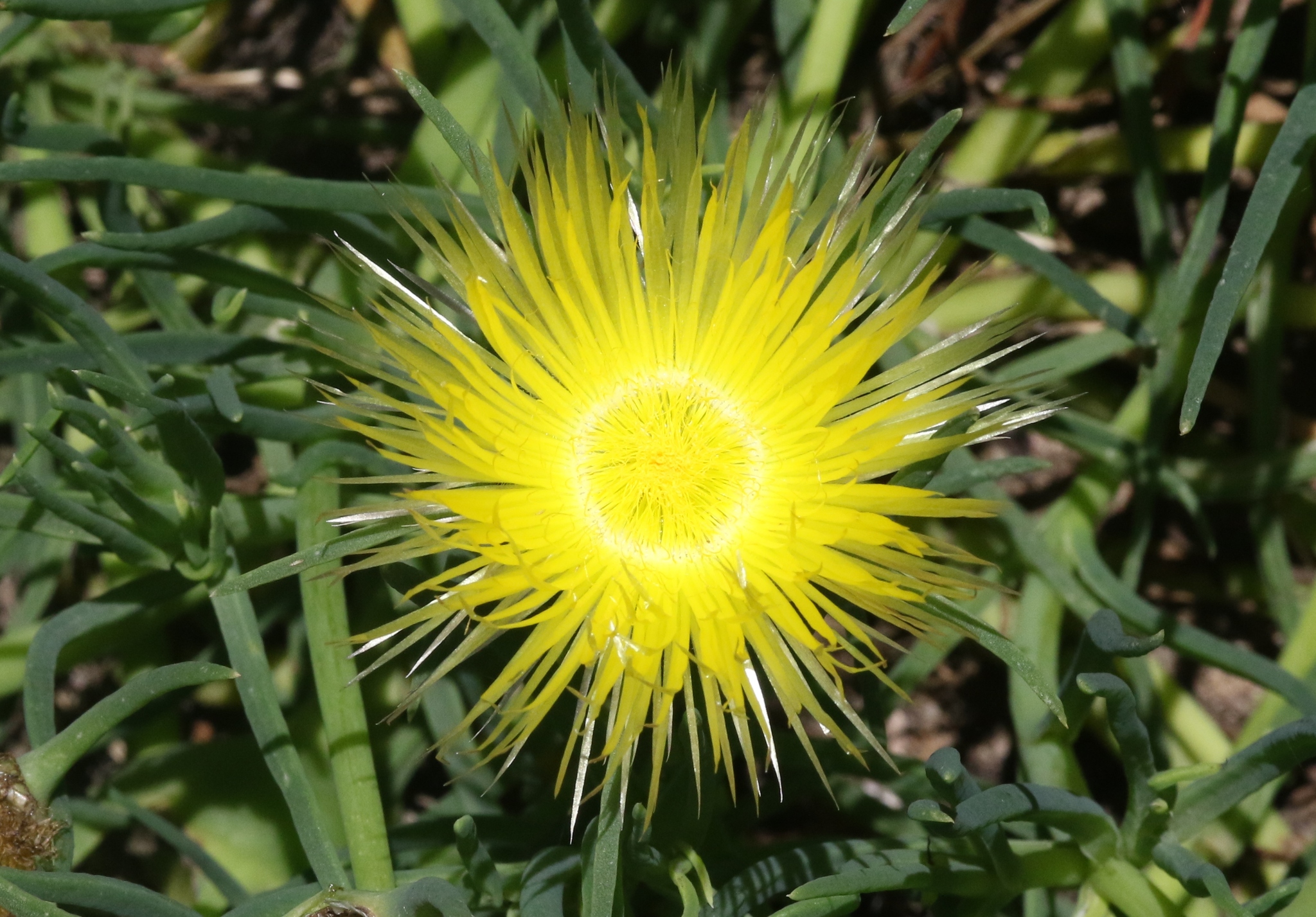 Conicosia pugioniformis