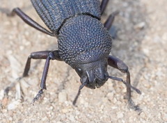 Amycterus