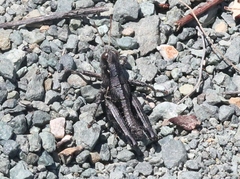 Oedaleonotus phryneicus