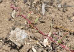 Chenopodium littoreum