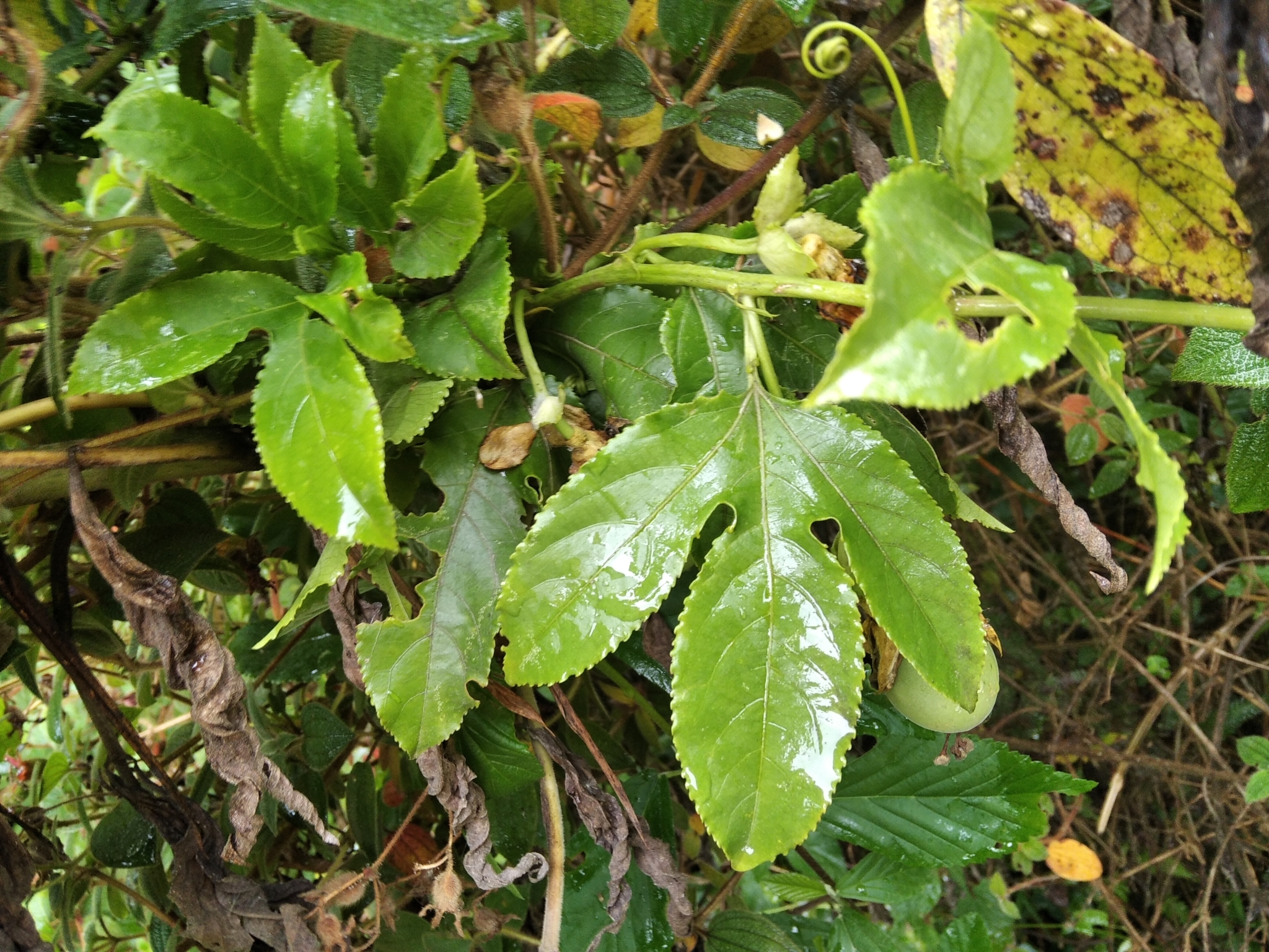 Passiflora edulis image