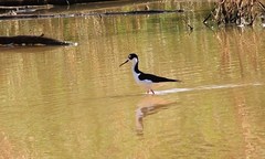 Himantopus mexicanus