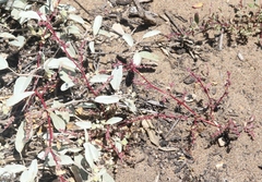 Chenopodium littoreum
