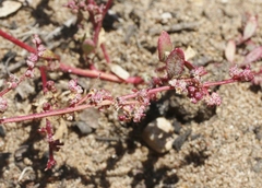 Chenopodium littoreum