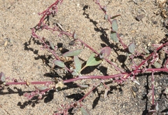 Chenopodium littoreum