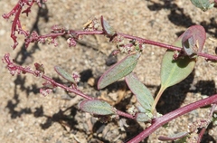 Chenopodium littoreum