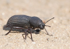 Amycterus