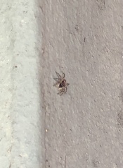 Menemerus bivittatus