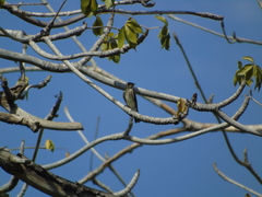 Stelgidopteryx serripennis