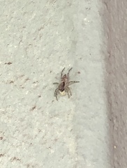 Menemerus bivittatus