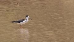 Himantopus mexicanus