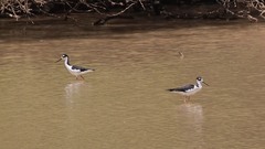 Himantopus mexicanus