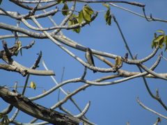 Stelgidopteryx serripennis
