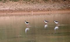 Himantopus mexicanus