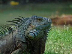Iguana iguana