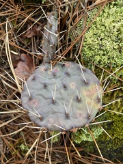 Opuntia cespitosa