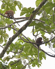 Plecturocebus discolor