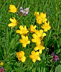 Ranunculus millefoliatus