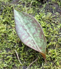 Image of Erythronium umbilicatum