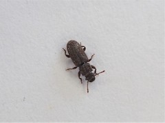 Aralius wollastoni