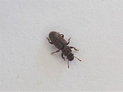 Aralius wollastoni