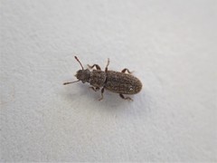 Aralius wollastoni