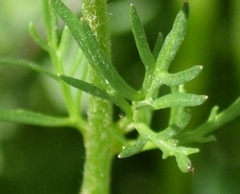 Ranunculus millefoliatus