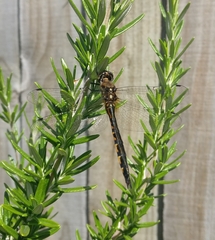 Hemicordulia armstrongi