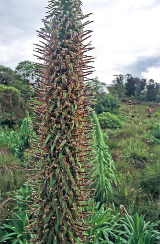 Lobelia mildbraedii image