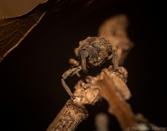Paleticus cordipennis