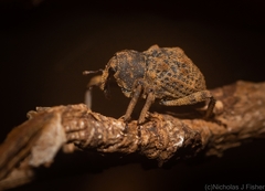Paleticus cordipennis