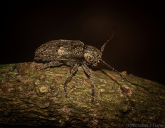 Prosoplus bakewellii