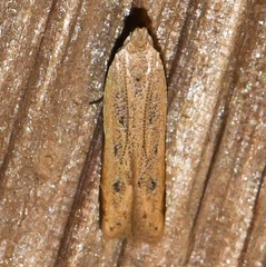 Mesophleps adustipennis