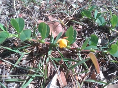 Chamaecrista rotundifolia